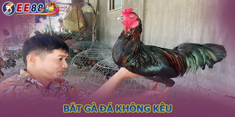 Bắt gà đá không kêu - Cách thức đơn giản và thông minh