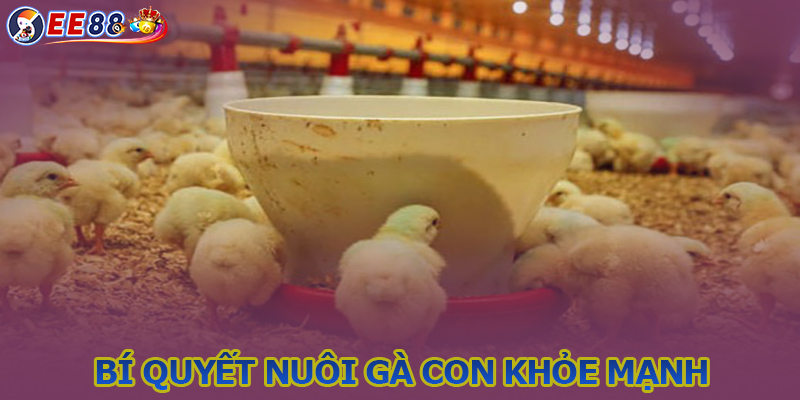 Cách nuôi gà con nhanh lớn từ hướng dẫn của kê sư EE88