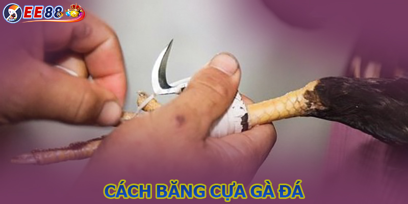 Hướng dẫn cách băng cựa gà đá từ A đến Z