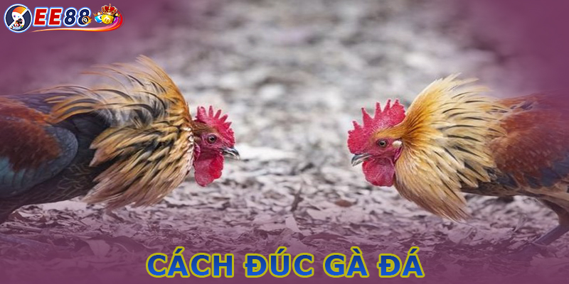 Cách đúc gà đá - Hướng dẫn đổ giống gà chọi bất bại