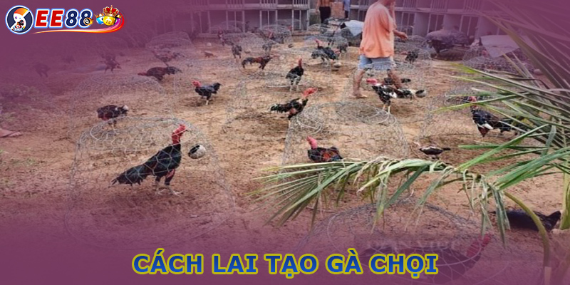 Chia sẻ 2 cách lai tạo gà đá cựa phổ biến nhất 2024