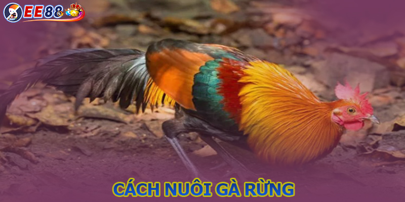 Nuôi gà rừng - Cách nuôi chuẩn, ít bệnh và nhanh lớn