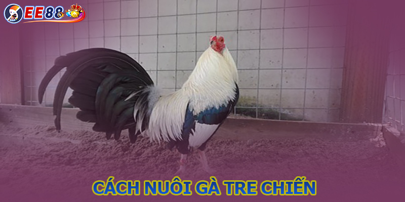 Cách nuôi gà tre trở thành chiến kê bất bại từ EE88