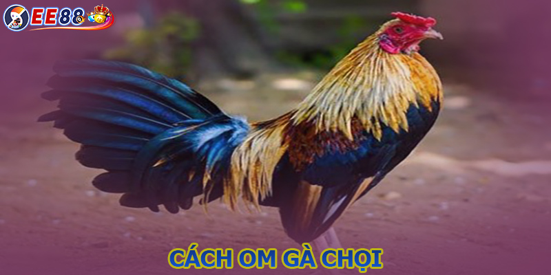 Cách om gà chọi - Tăng cường sức khỏe và độ bền cho chiến kê