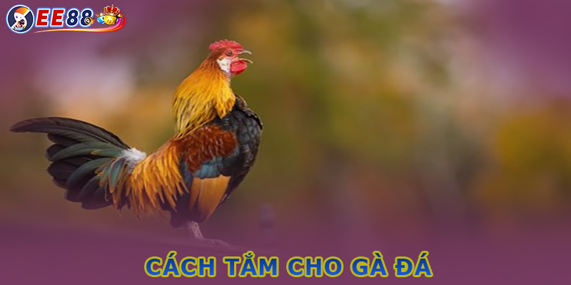 Cách tắm cho gà hiệu quả - Hướng dẫn từng bước ở EE88