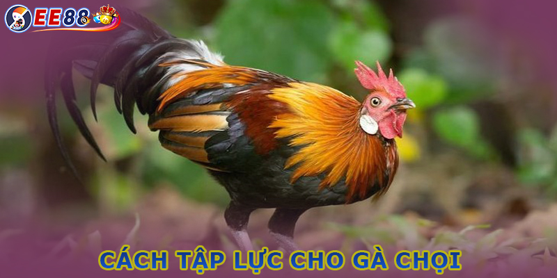 Phương pháp tập lực gà đá - Sở hữu chiến kê bất bại