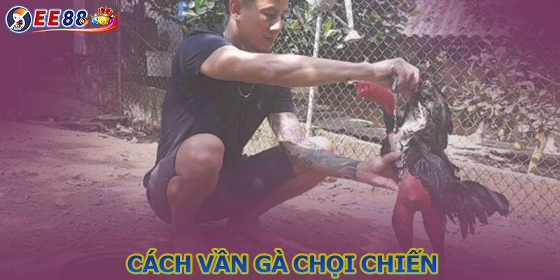 Vần đòn gà đá - Kinh nghiệm nhân giống chiến kê nhiều đòn hiểm