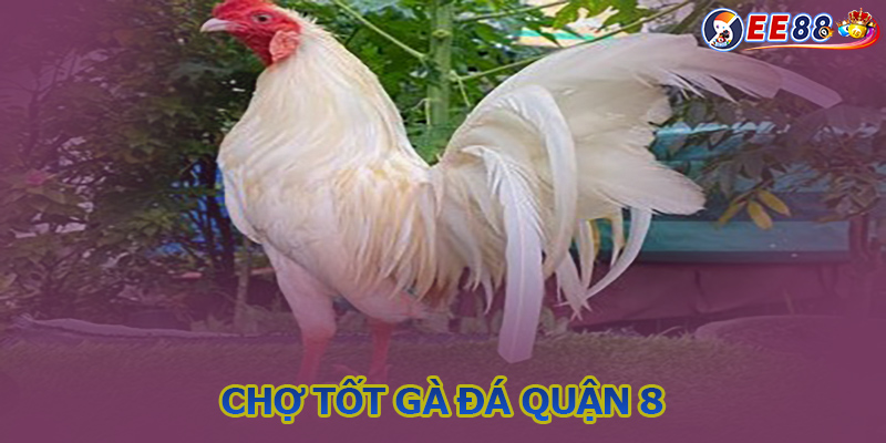 Đánh giá khi giao dịch trên chợ tốt gà đá quận 8