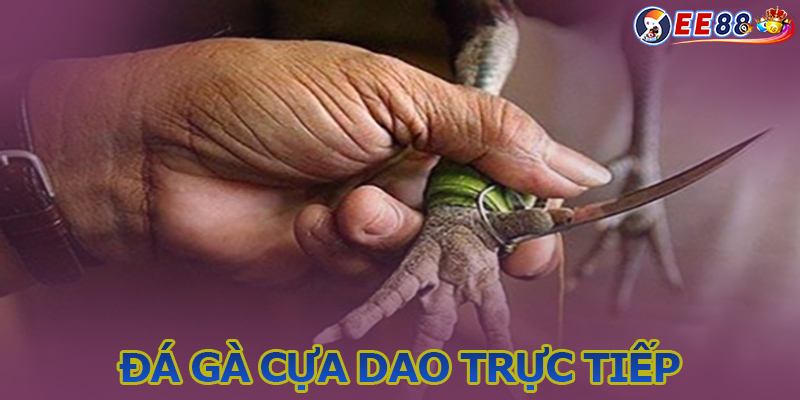 Xem đá gà cựa dao trực tiếp hôm nay trên EE88