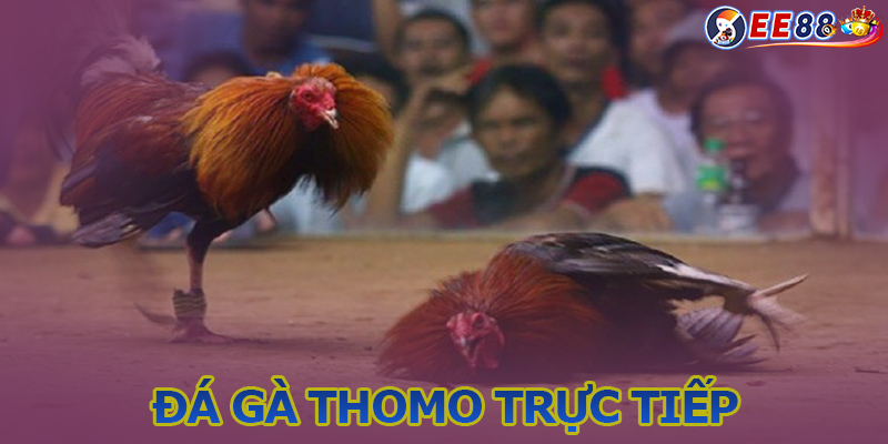 Trãi nghiệm cực chất khi xem đá gà thomo trực tiếp tại EE88