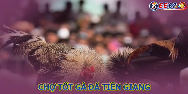 Bật mí cách tìm chiến kê trên chợ tốt gà đá Tiền Giang