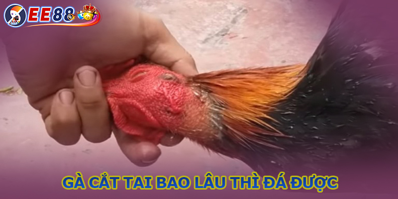 Gà cắt tai bao lâu thì đá được? Thời điểm và kỹ thuật cắt