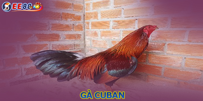 Gà Cuban là gì? Giới thiệu các đòn đá hiểm của chiến kê