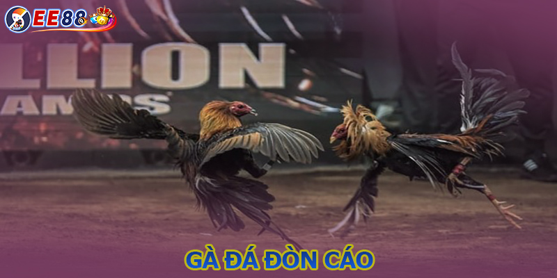 Gà đá đòn cáo - Điểm qua chiến kê thế đá sát thủ