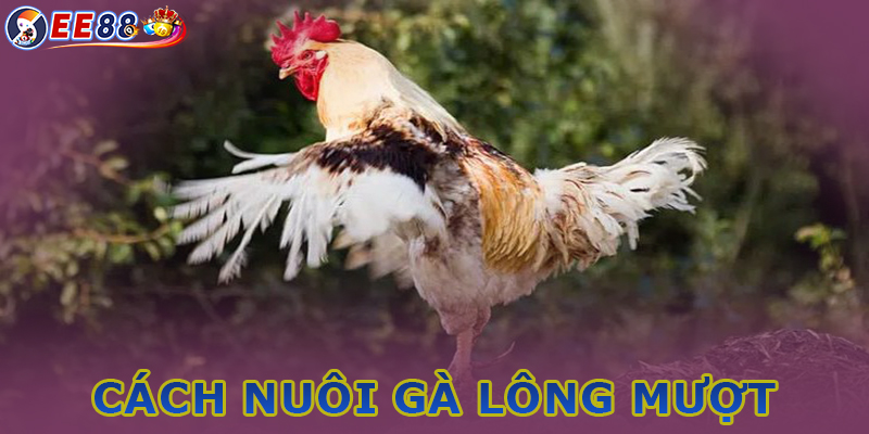 Chế độ thức ăn để nuôi gà đá lông mượt