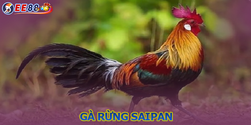 Gà rừng Saipan - Cách nuôi dưỡng và huấn luyện chiến kê