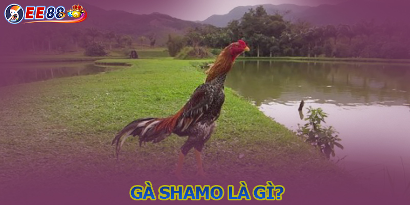 Gà Shamo là gì? Nhưng điểm mạnh mà sư kê cần nắm rõ