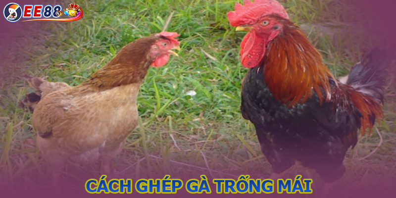 Cách ghép gà trống mái thuần chủng hiệu quả từ EE88