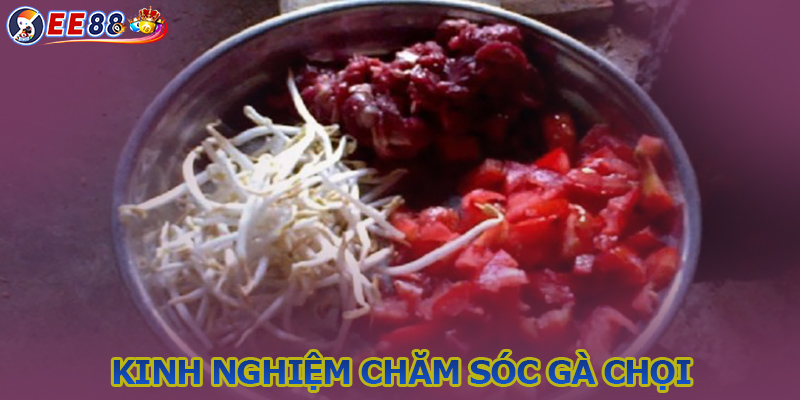 Kinh nghiệm chăm sóc gà chọi trước khi lên sới