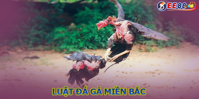 Luật đá gà miền Bắc - Luật cược những hạng đấu phổ biến