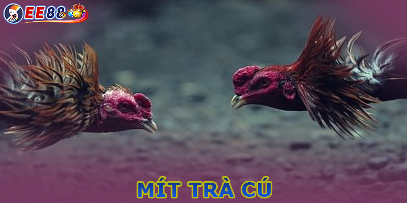 Mít Trà Cú - Quy mô khủng và tên tuổi vang bóng trong giới đá gà