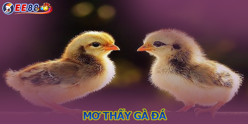 Mơ thấy gà đá - Giải mã ý nghĩa và điềm báo trong giấc mơ