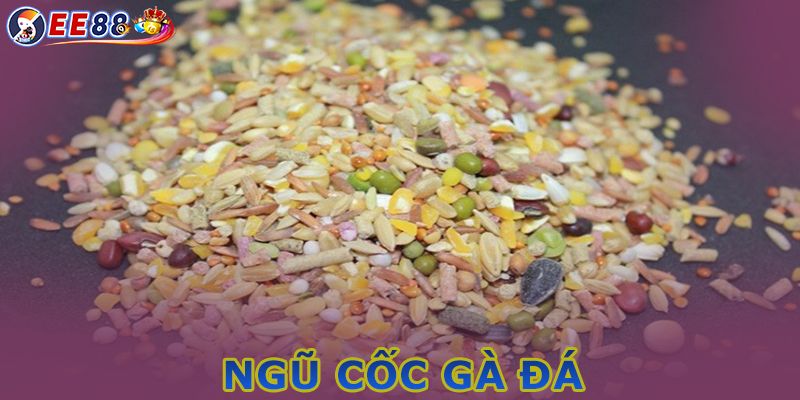 Ngũ cốc gà đá là gì? Thành phần ngủ cốc hiện nay