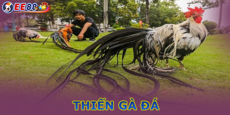 Thiến gà đá - Hướng dẫn chi tiết từng bước một