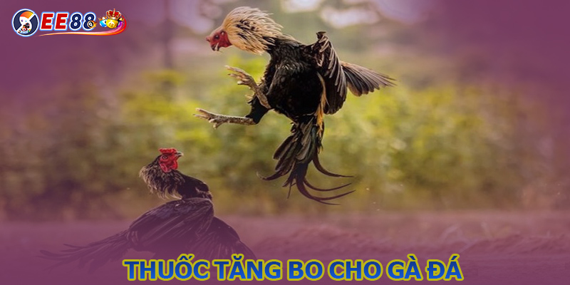 Thuốc tăng bo cho gà đá - Bổ sung sức lực cho chiến kê