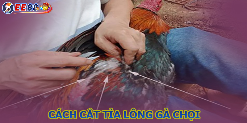 Tỉa Lông Gà Đá - Cách Cắt Lông Bí Truyền Chuẩn Sư Kê EE88