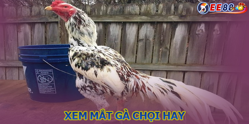 Xem mắt gà chọi hay - Kinh nghiệm xác định chiến kê lì đòn